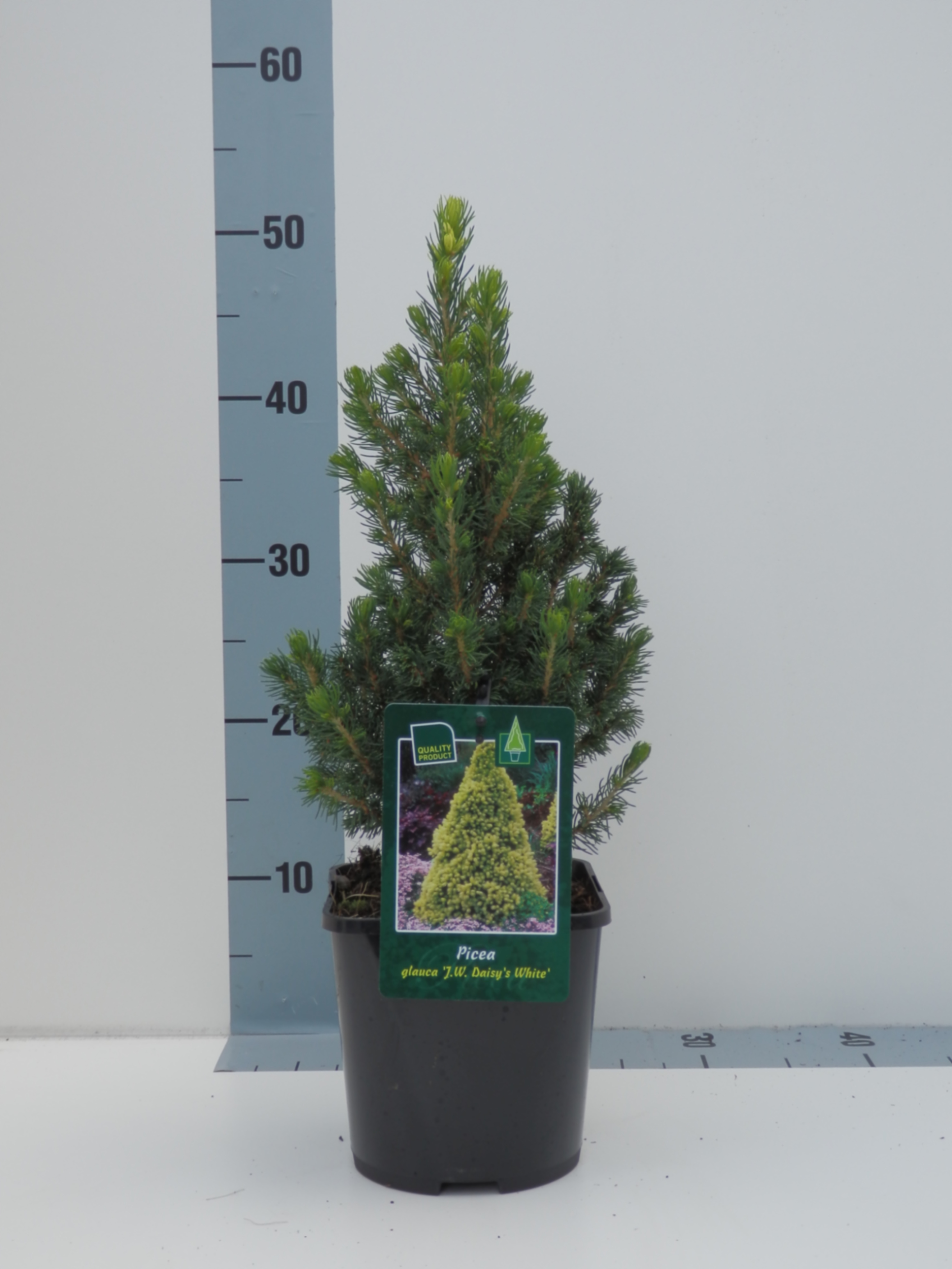 Ель канадская Дэйзис Уайт